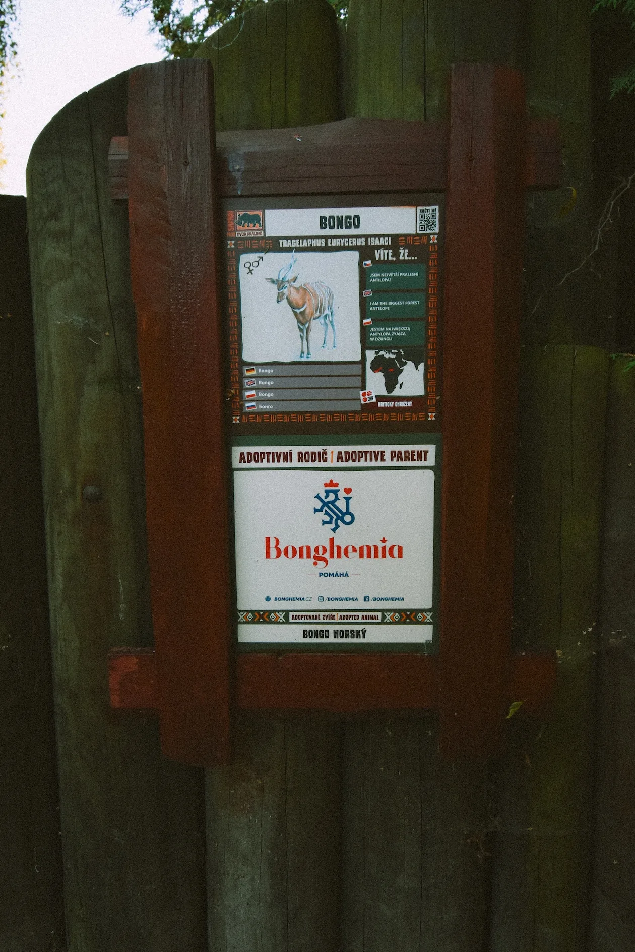 Bonghemia Pomáhá — bongo horský